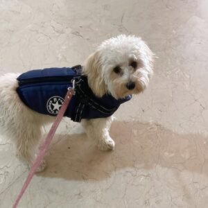 Princess F1 Maltipoo