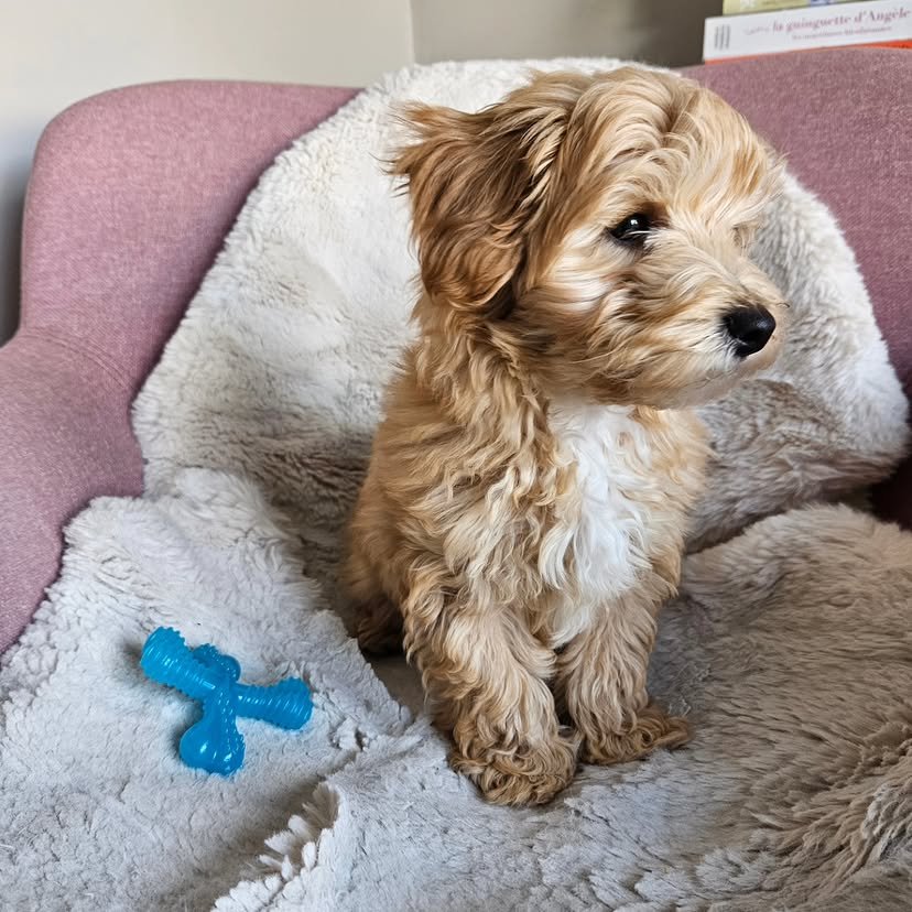 Xena F1 Maltipoo