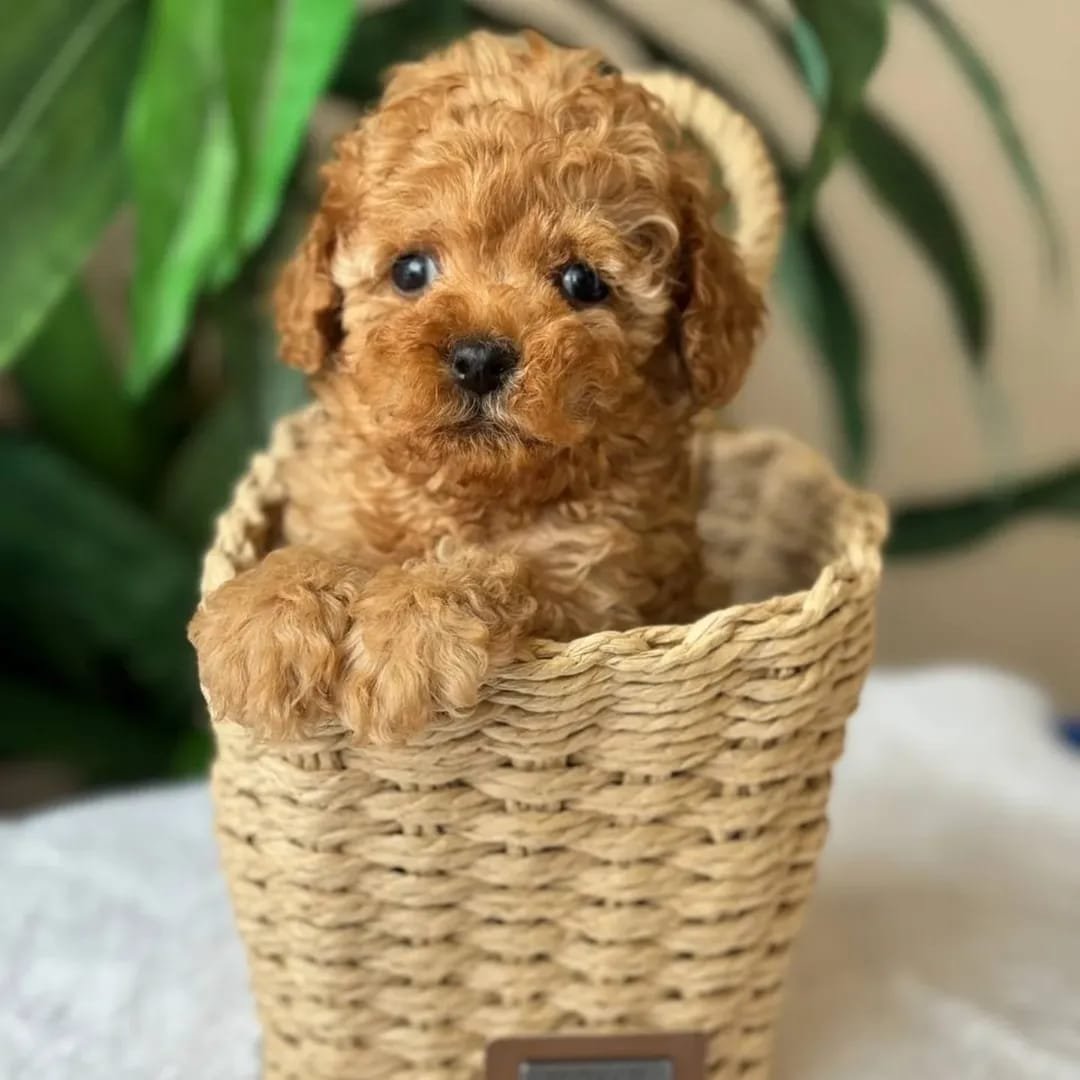Rogue F1 Toy poodle