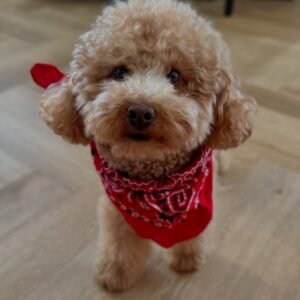 Nala F1 Toy poodle