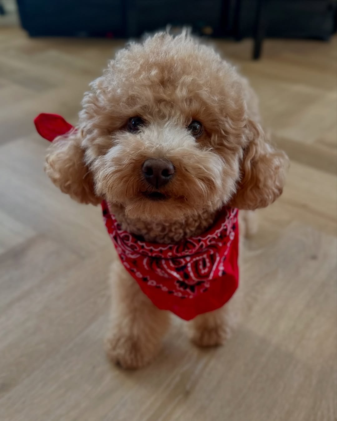 Nala F1 Toy poodle