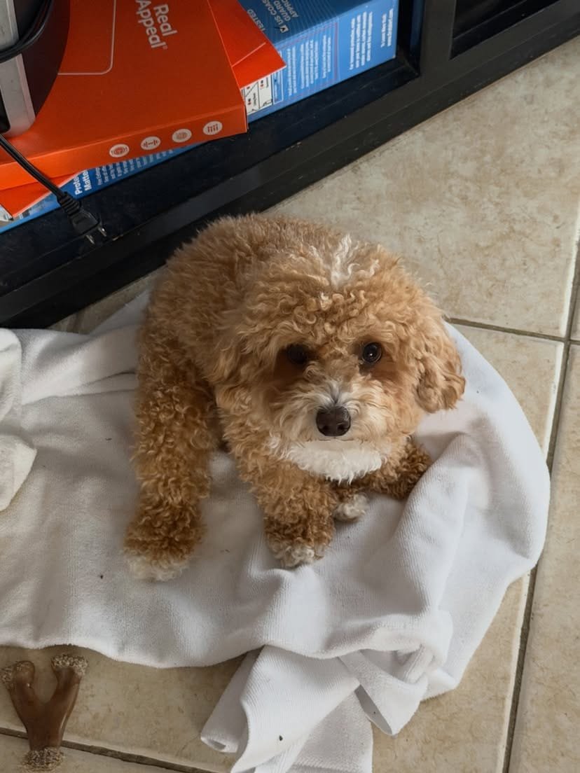 Chloe F1 Toy poodle
