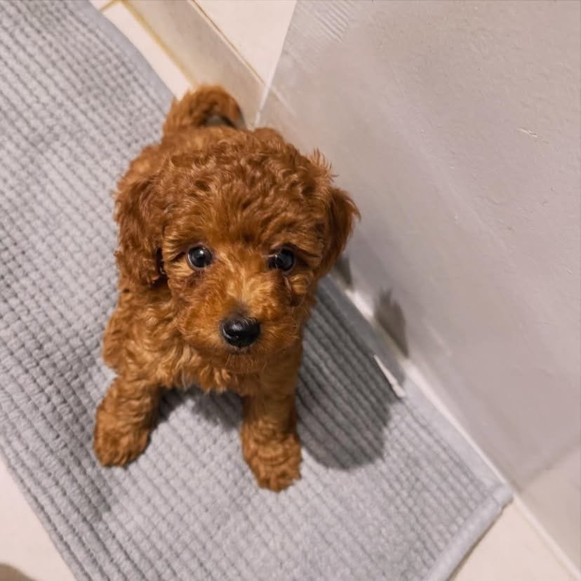 Winston F1 Toy poodle