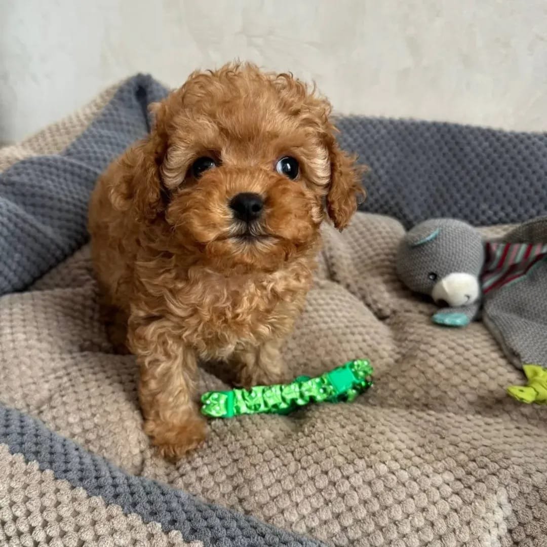 Jasper F1 Toy poodle