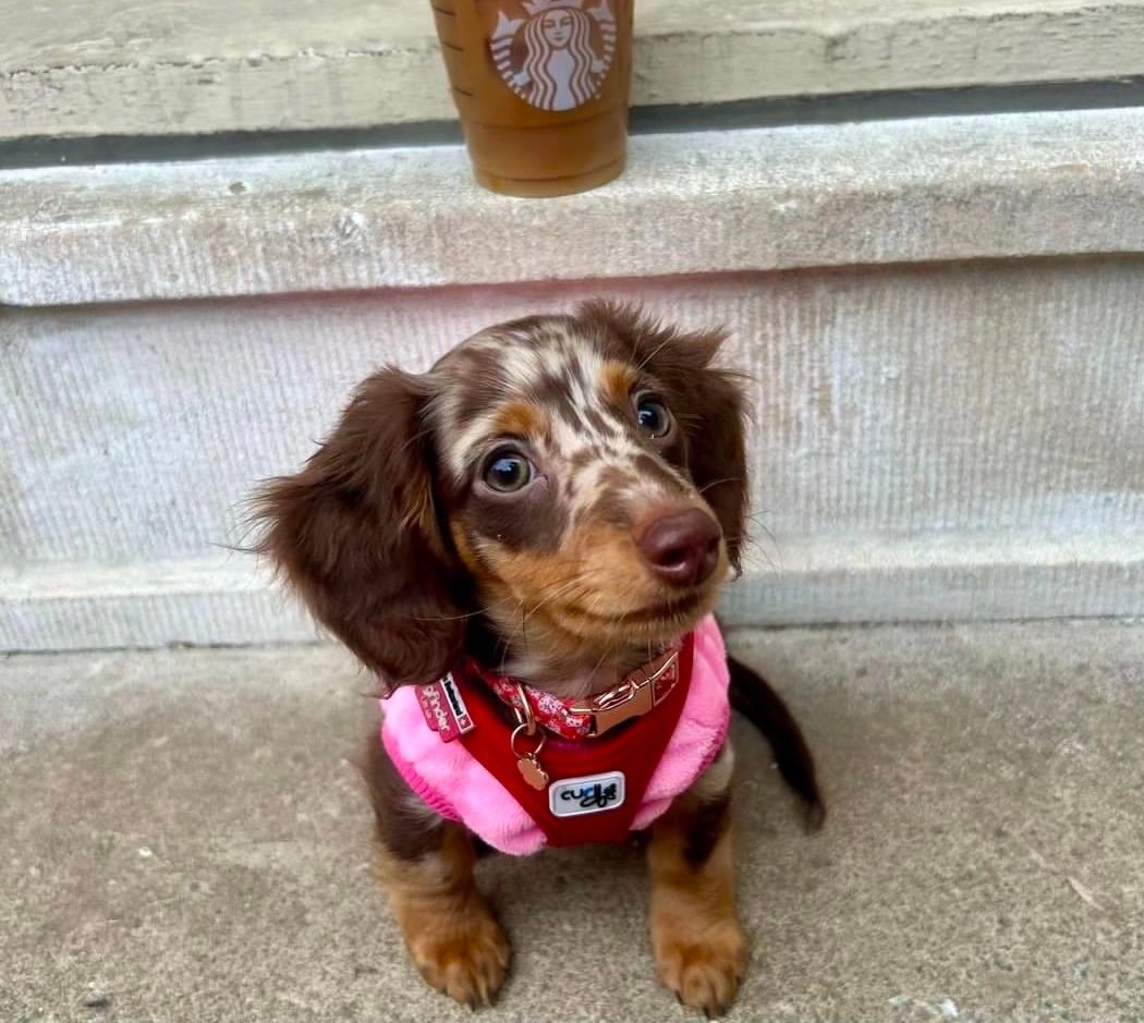 Cooper F1 Mini Dachshund