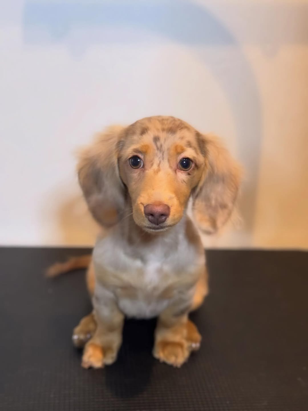 Elsie’s F1 Mini Dachshund