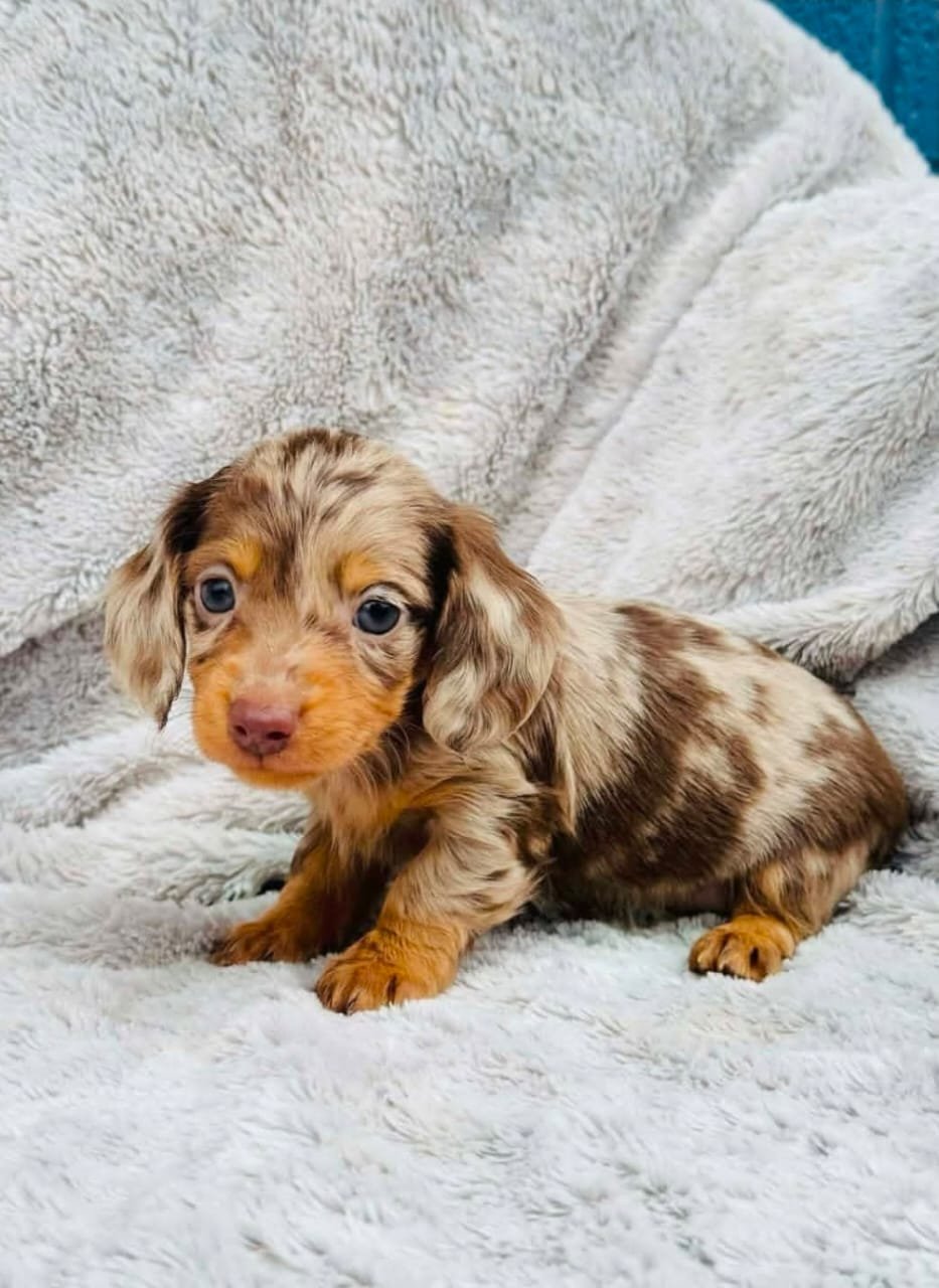 Max F1 Mini Dachshund