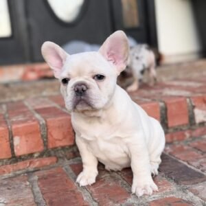 Rex F1 French Bull Dog