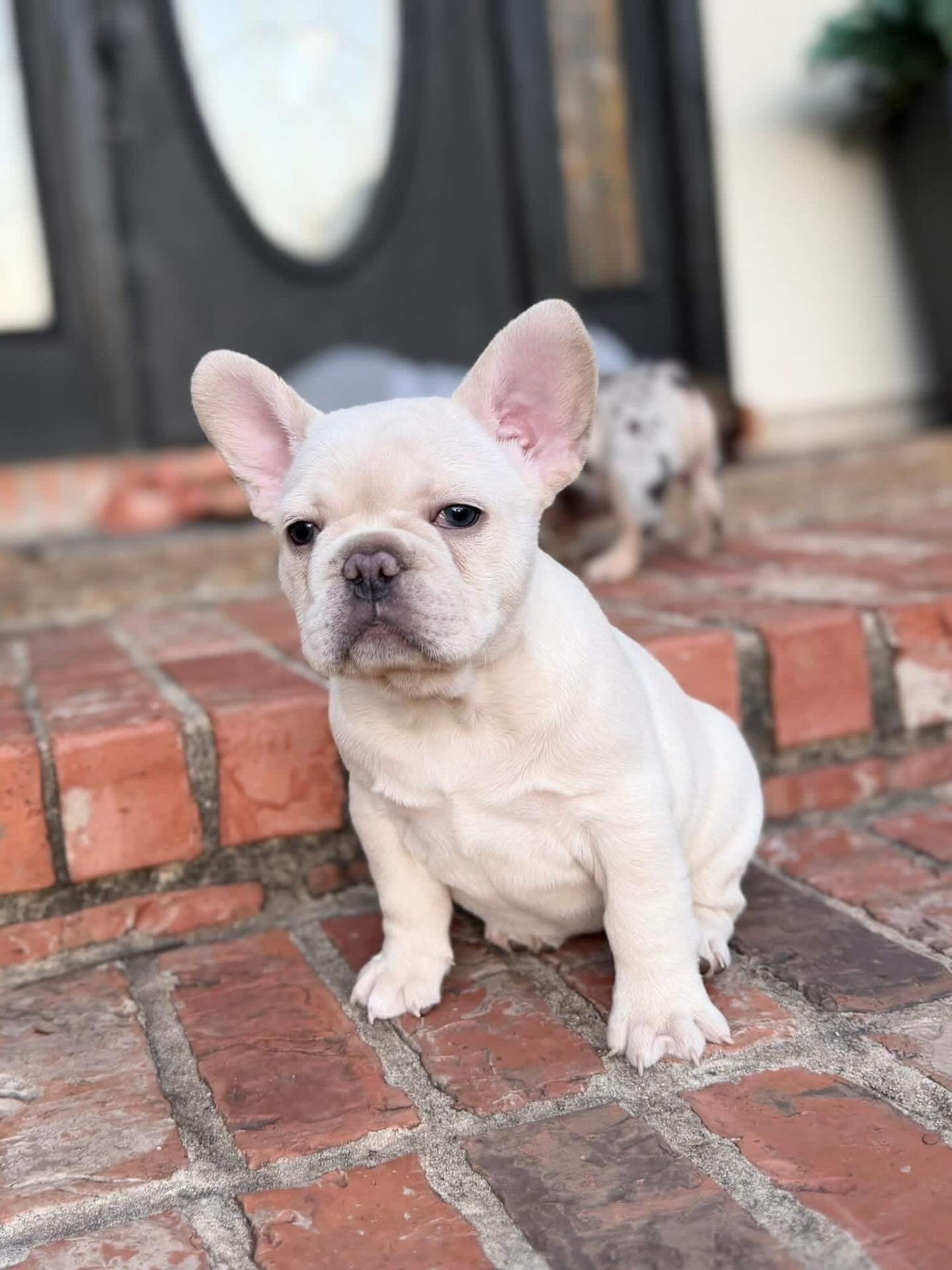 Rex F1 French Bull Dog
