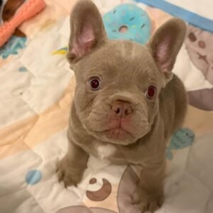Jax F1 French Bull Dog