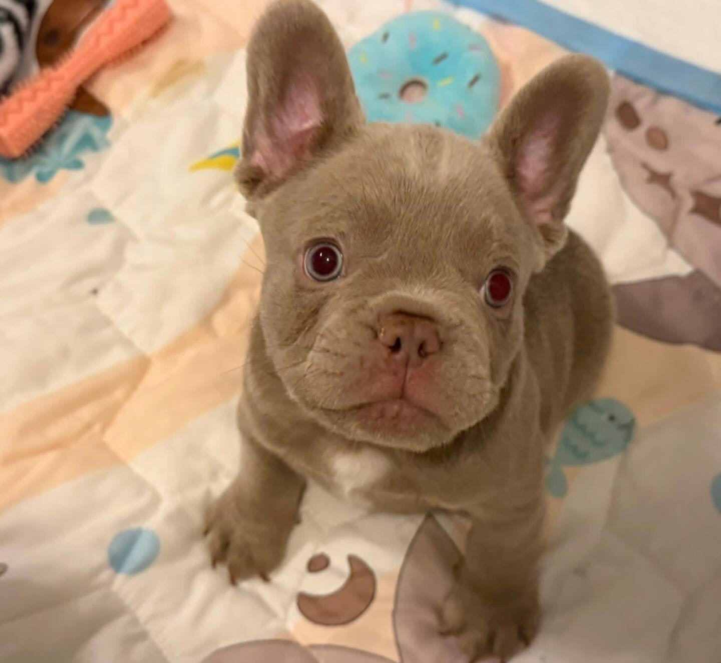 Jax F1 French Bull Dog
