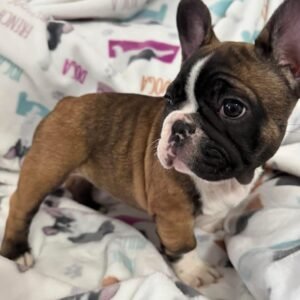 Bandit F1 French Bull Dog
