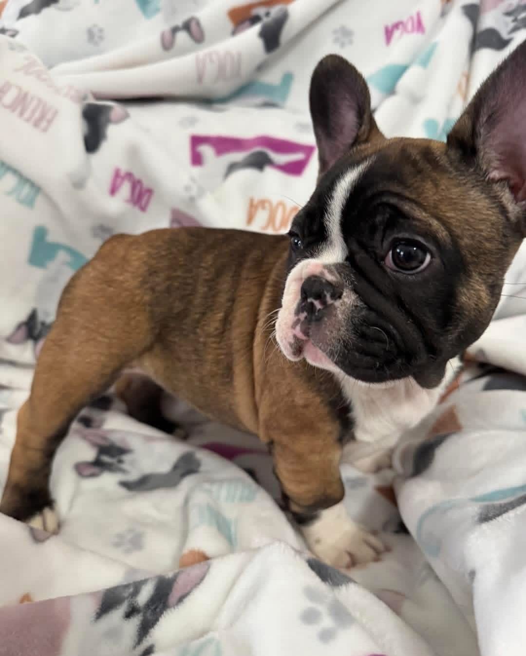 Bandit F1 French Bull Dog