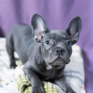 Finn F1 French Bull Dog