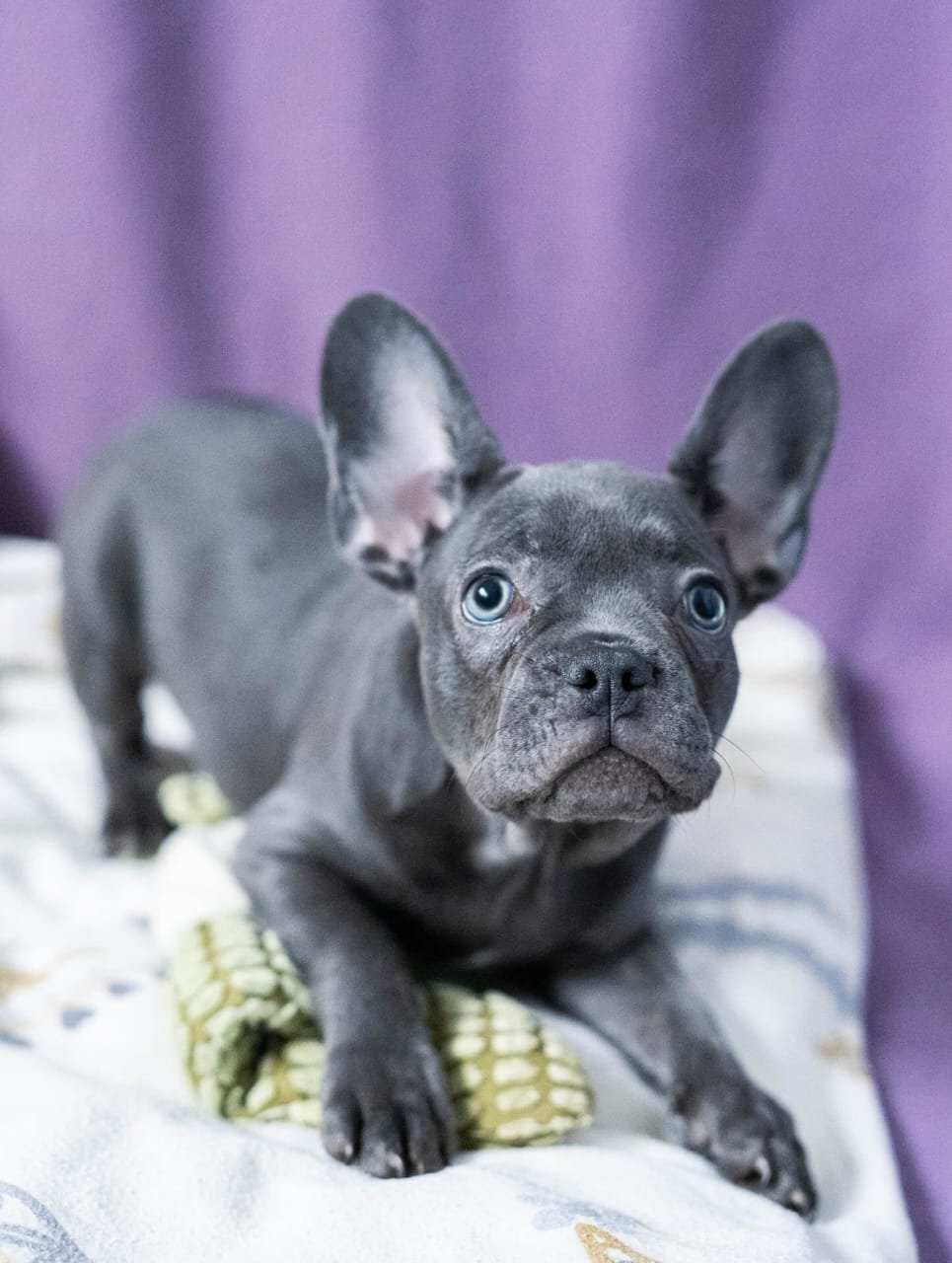 Finn F1 French Bull Dog