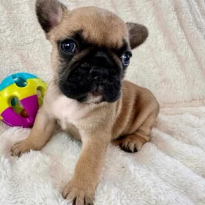 Teddy F1 French Bull Dog