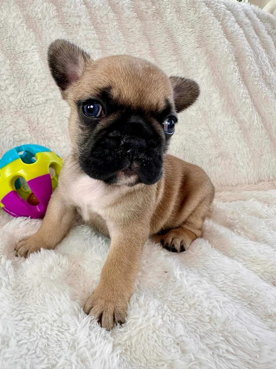 Teddy F1 French Bull Dog