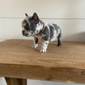 Lily F1 French Bull Dog