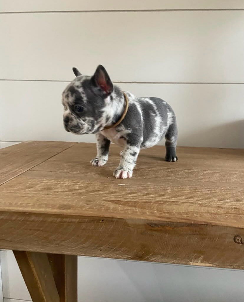 Lily F1 French Bull Dog