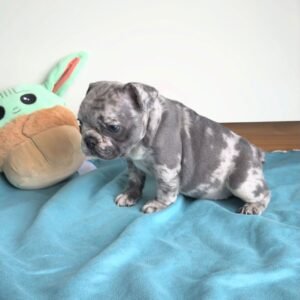 Rosie F1 French Bull Dog