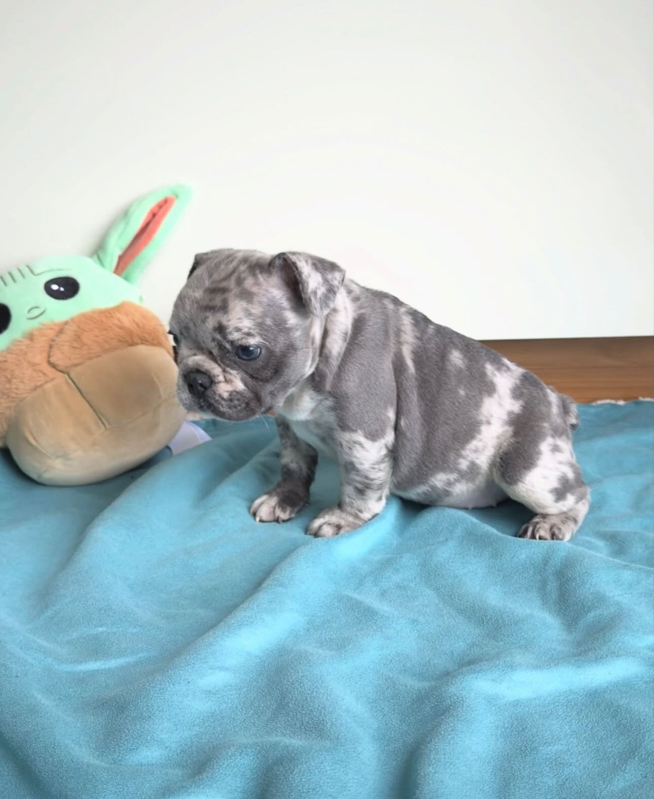 Rosie F1 French Bull Dog