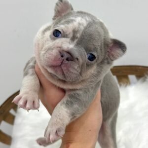 Mia F1 French Bull Dog
