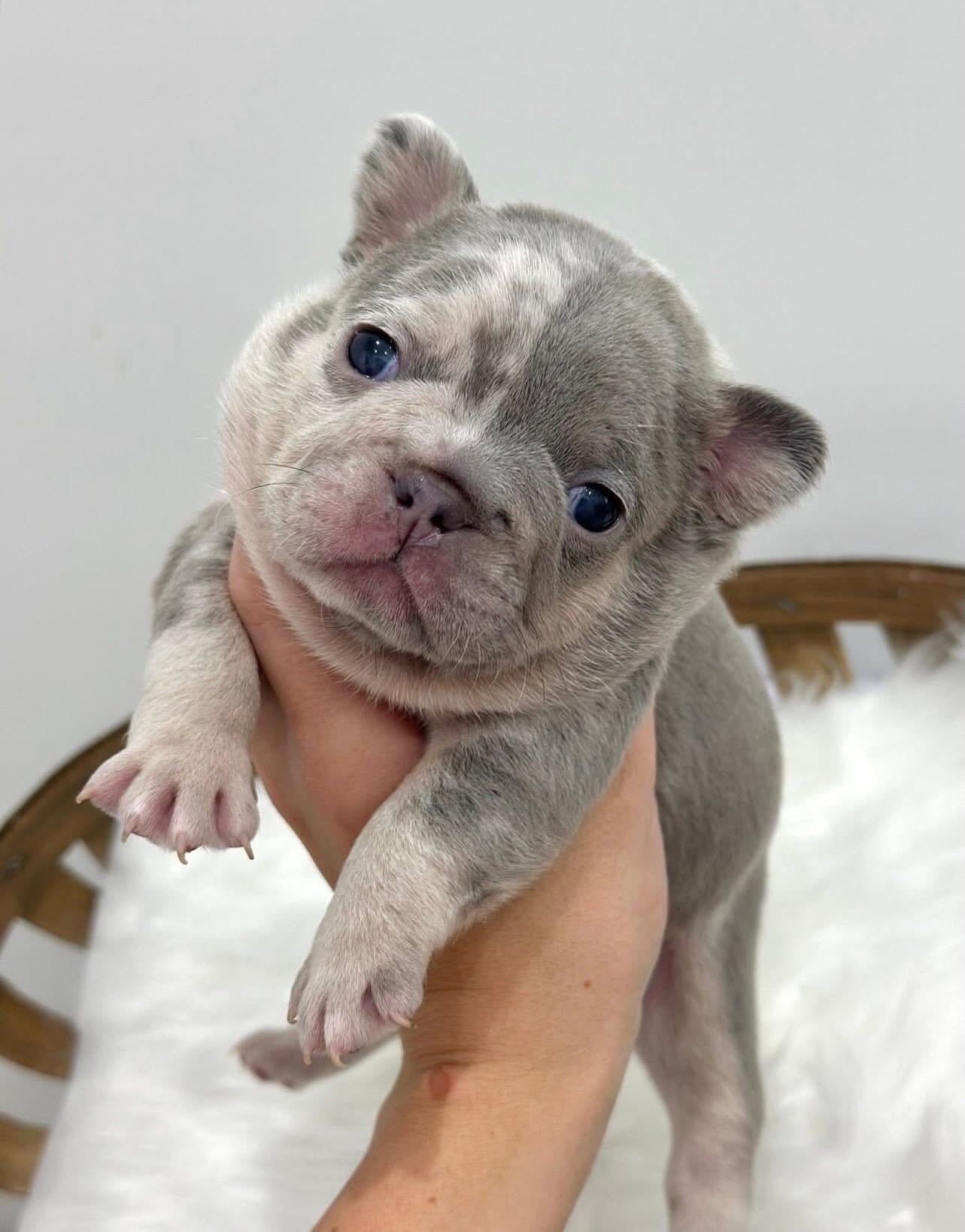 Mia F1 French Bull Dog