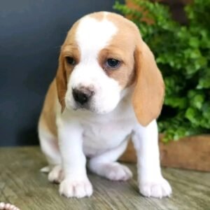 Bella F1 Mini Dachshund